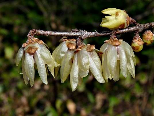 {Chimonanthus praecox}